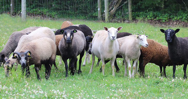 jarlshof shetland sheep